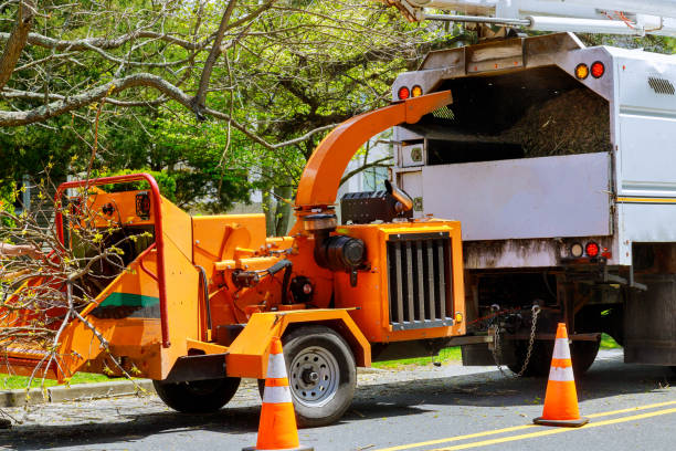 How Our Tree Care Process Works  in  Herrin, IL